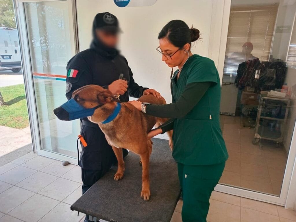 K9