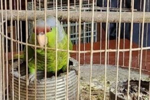 Aves exóticas