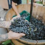 vendimia, ciudad de México, vino, vitivinícola, Guanajuato, Libia García