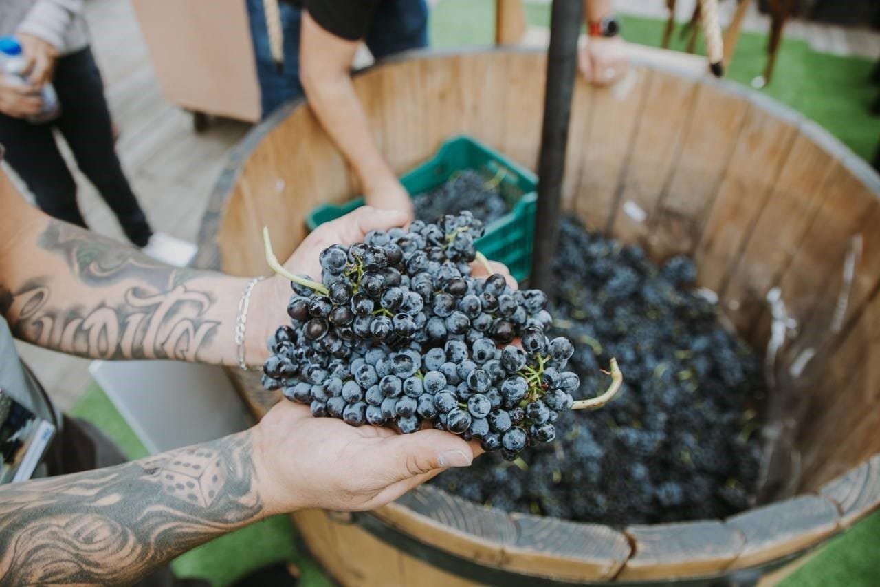 vendimia, ciudad de México, vino, vitivinícola, Guanajuato, Libia García