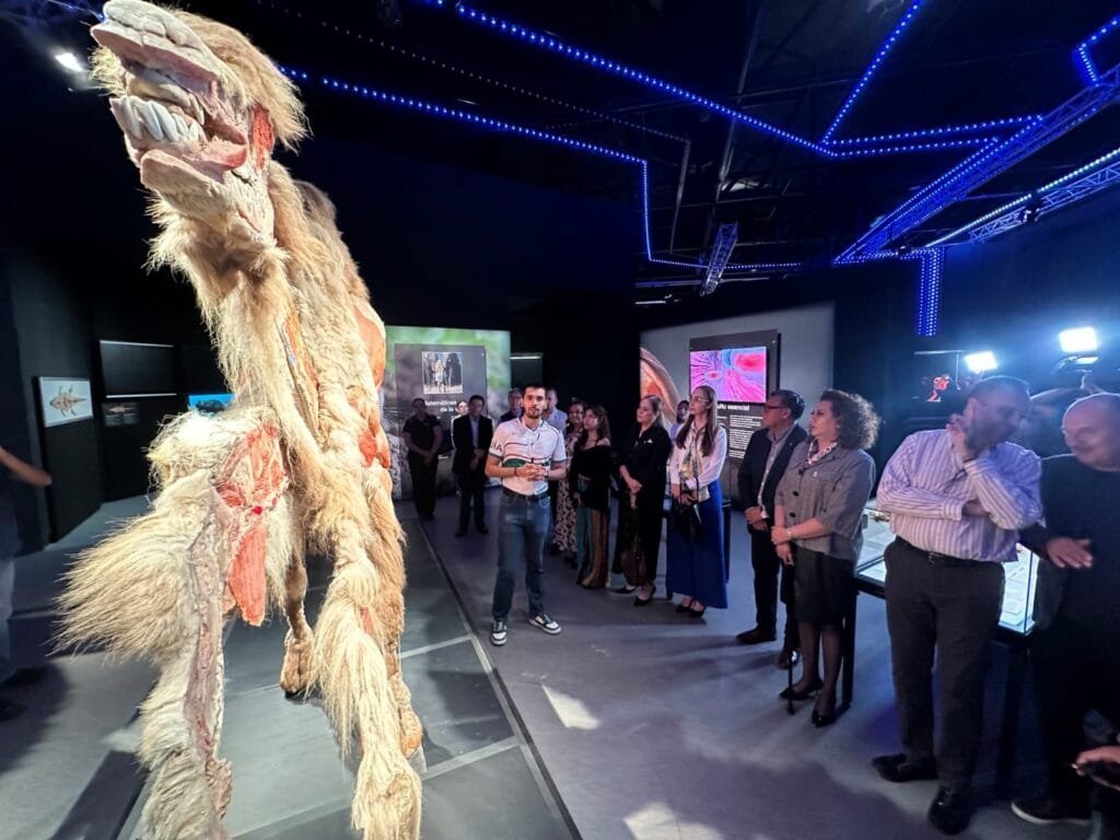 Explora, exposición animales plastificados