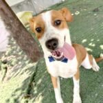 navidad, adopta, patitas SIT