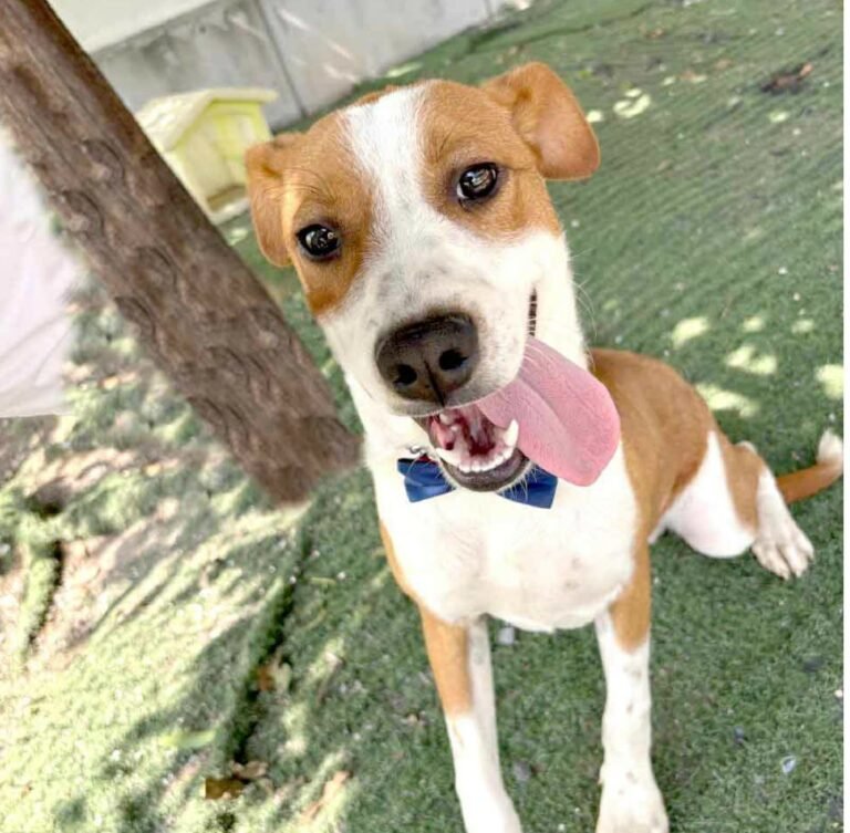 navidad, adopta, patitas SIT