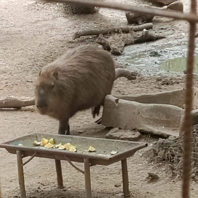 ZooLeón, Inversiones, Ale Gutiérrez