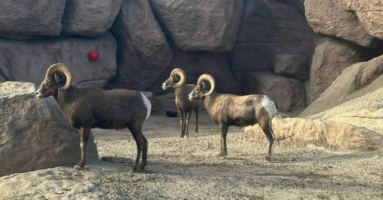 Reportan la muerte de dos de los perros capturados en el Zoo León luego de atacar a borregos muflones