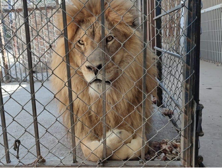 aseguran leones en Celaya