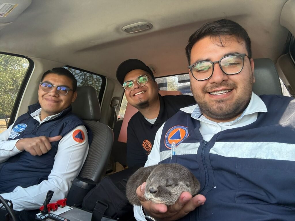 Purísima del Rincón atiende y canaliza a nutria bebé