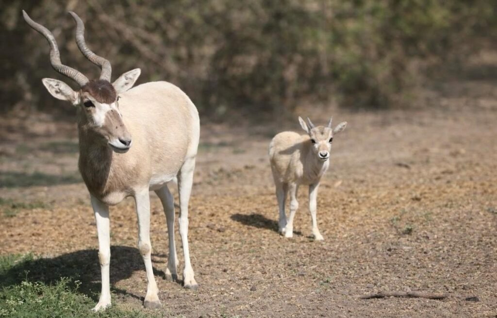 Nacen en Zoo León dos crías de Addax especie en peligro crítico de extinción