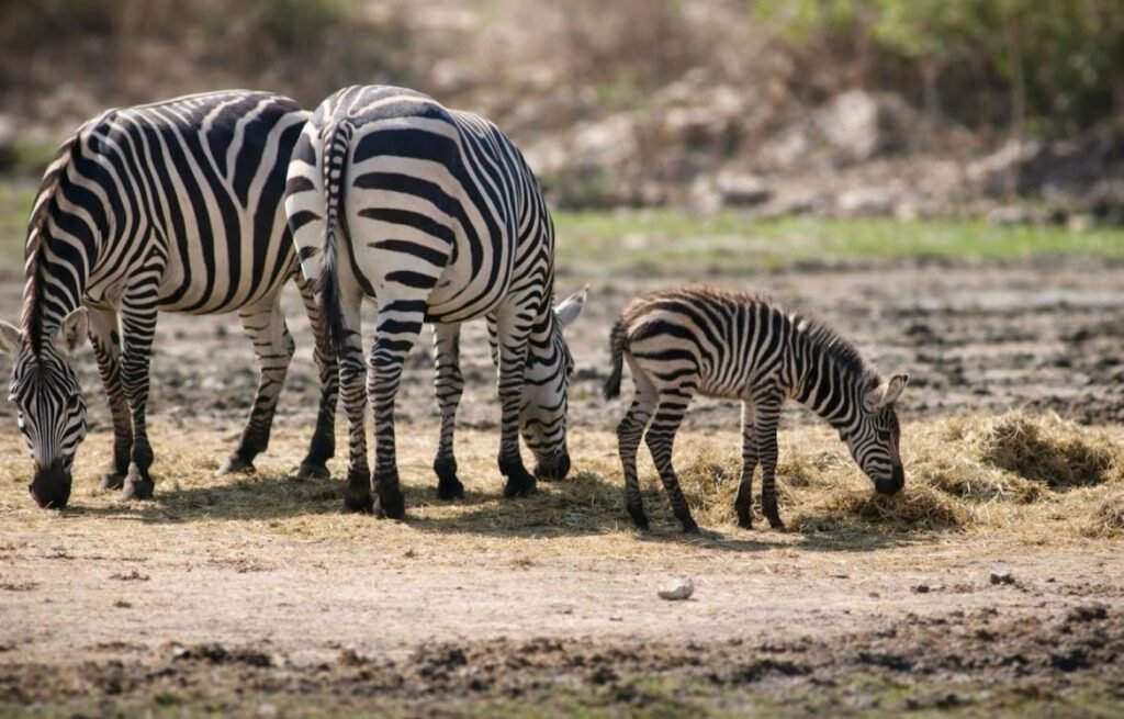 Visitan Zoo León este lunes y conocen a los nuevos integrantes del parque