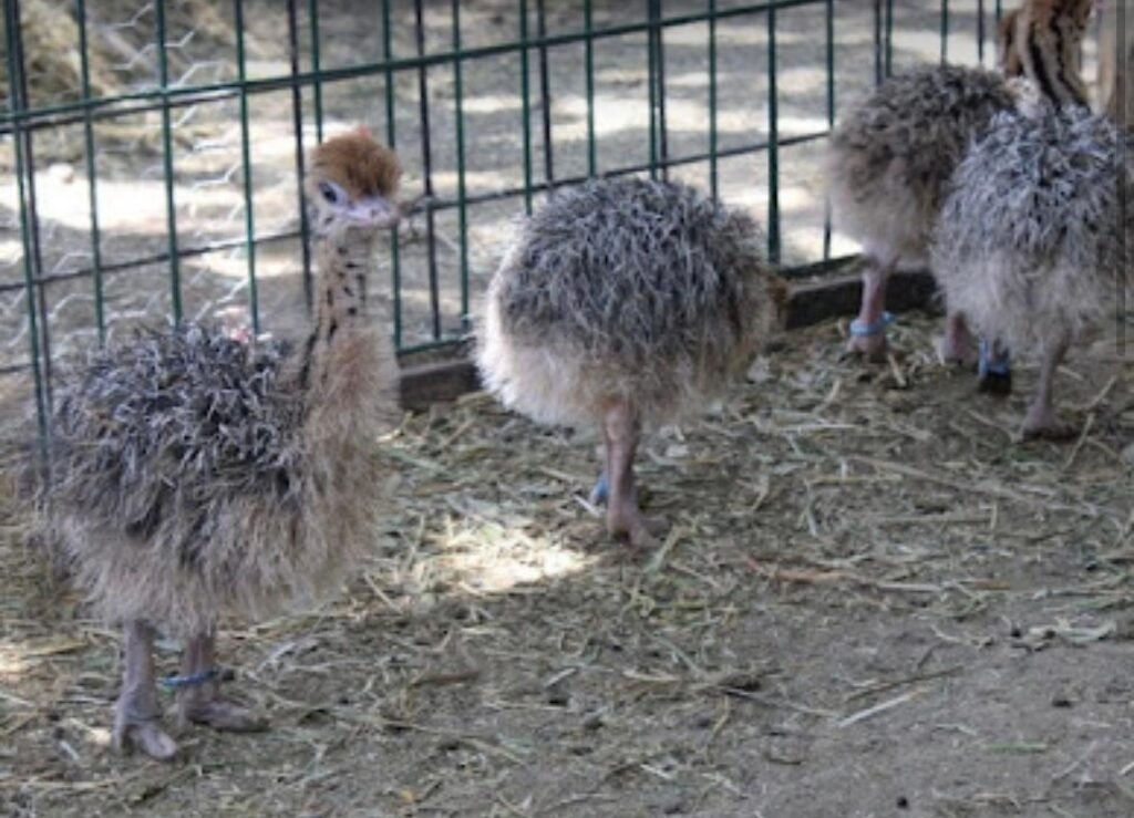 Crece la vida en el ZooLeón con el nacimiento de cuatro aveztruces