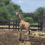 ZooLeón donde cada nueva vida cuenta una historia de conservación