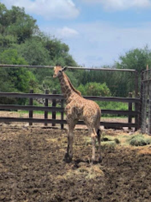 ZooLeón donde cada nueva vida cuenta una historia de conservación