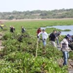Autoridades y voluntarios realizan segunda jornada de retiro de lirio acuático en la presa Ignacio Allende