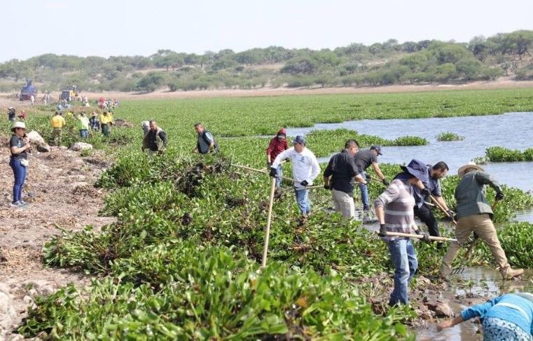 Autoridades y voluntarios realizan segunda jornada de retiro de lirio acuático en la presa Ignacio Allende