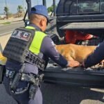 Perrita