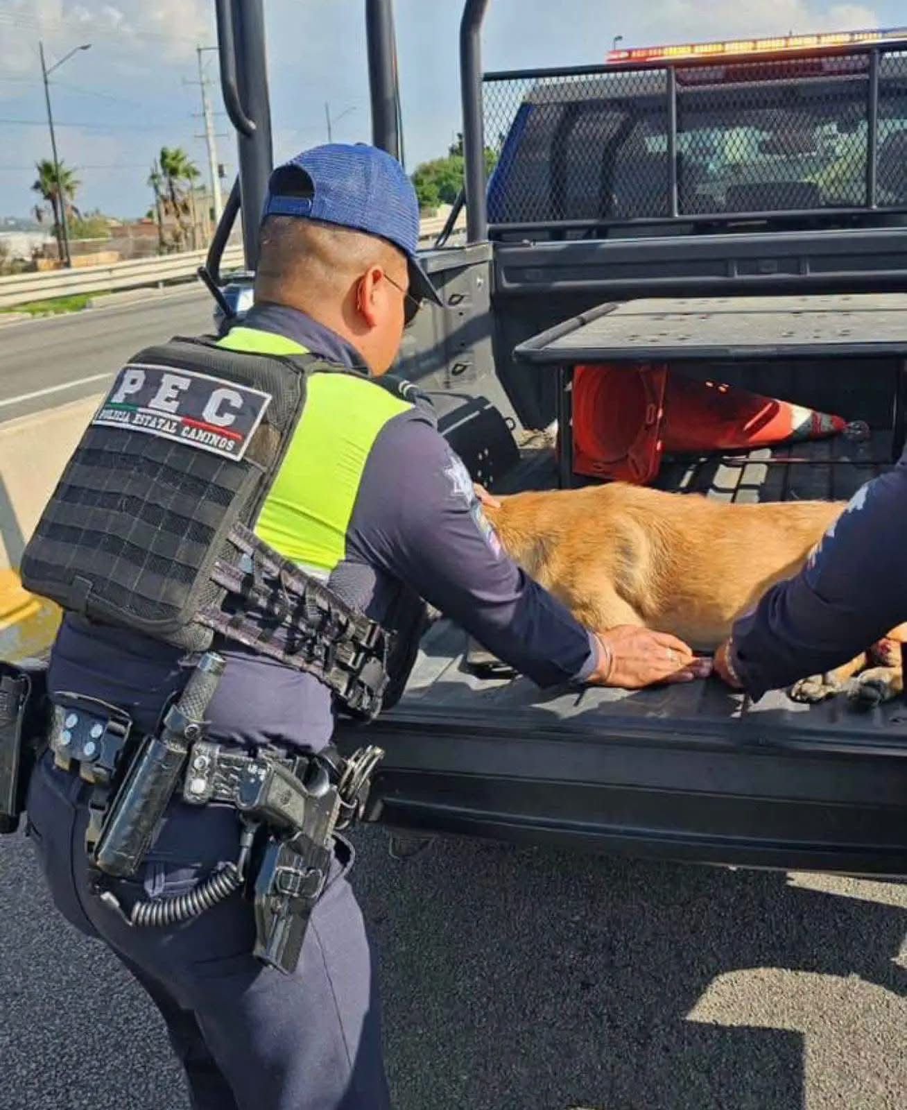 Perrita