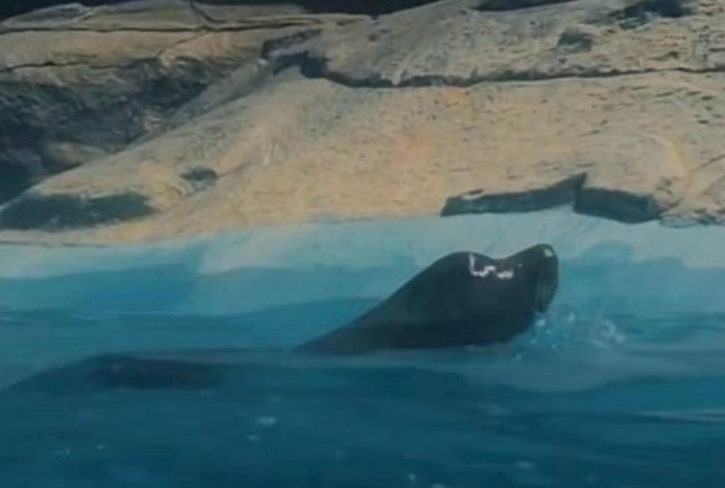 Muere Loba Marina en el Zoológico de León