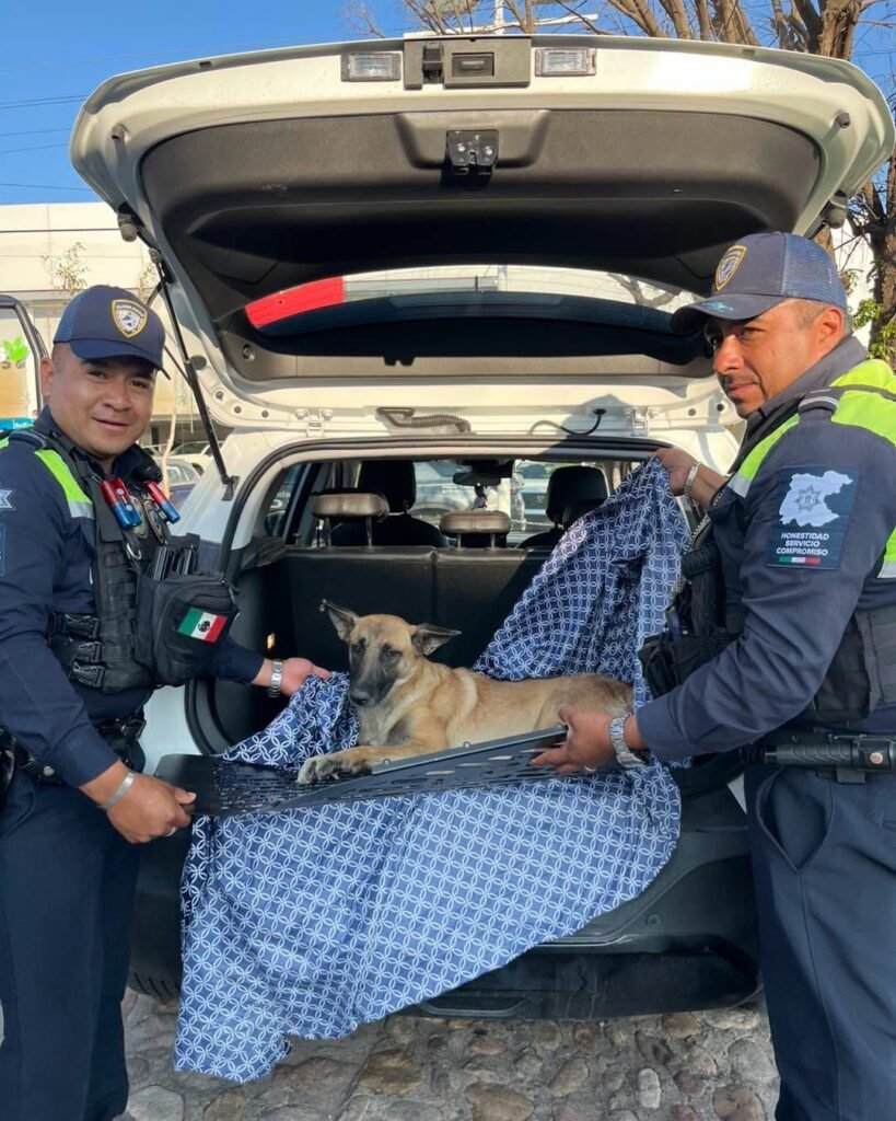 Murió la perrita rescatada por las FSPE sobre la carretera Silao-Guanajuato que fue bautizada como Fspita