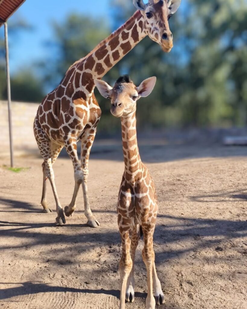 Nacen 29 ejemplares en el Zooleón y fortalecen la conservación y el bienestar animal
