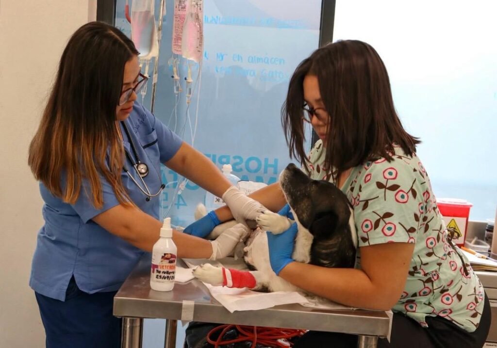 Una ciudad como León que cuida a sus mascotas es una ciudad que avanza