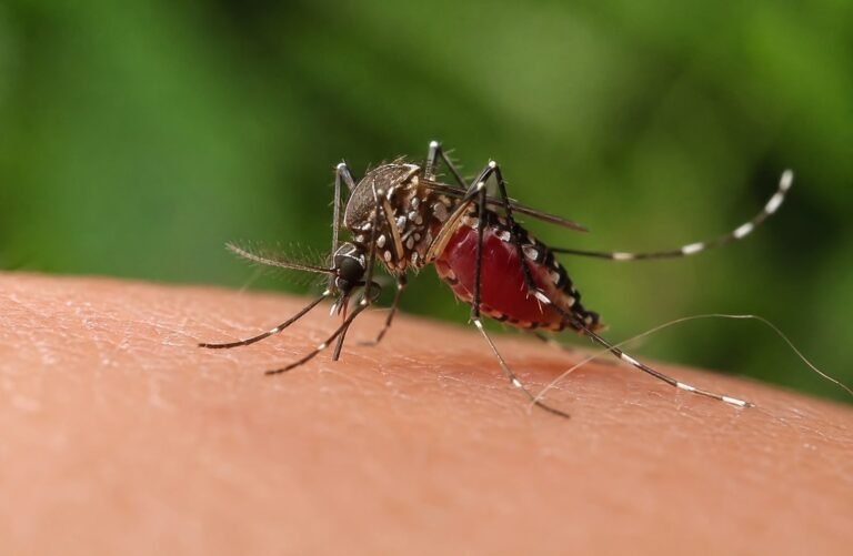 Llama IMSS Guanajuato a reforzar medidas preventivas contra el dengue