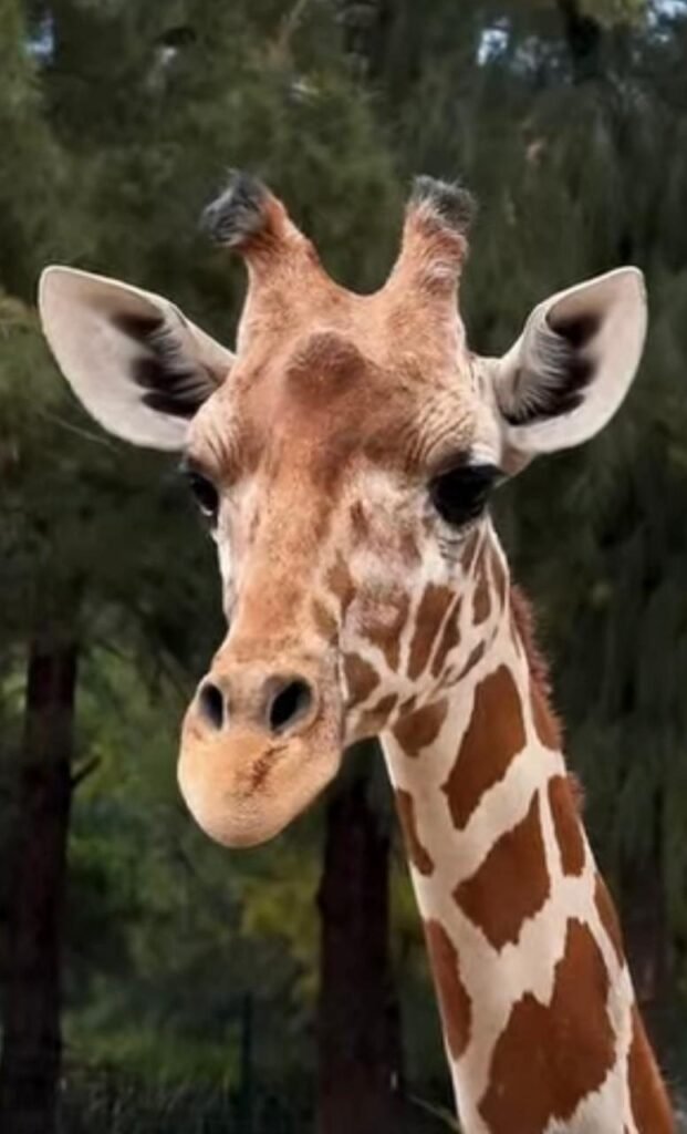 Activa ZooLeón protocolos por fallecimiento de jirafa