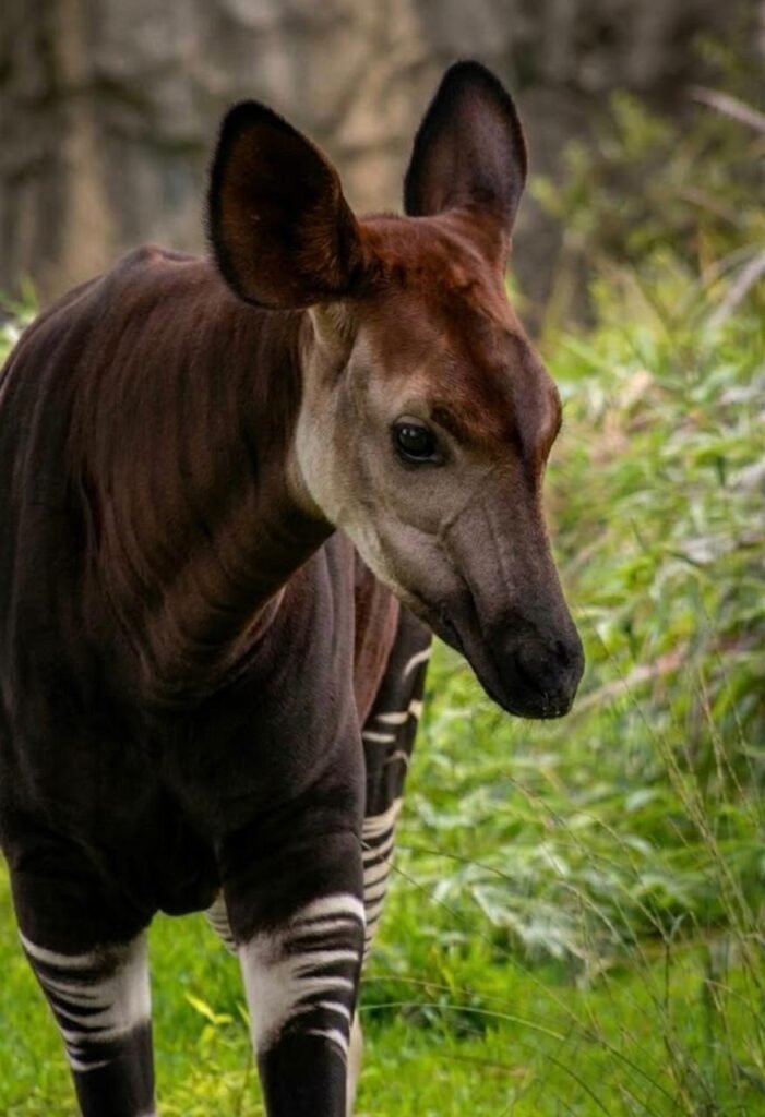 Celebra Zoo León el día del Okapi con una experiencia especial para Armando